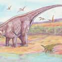 Apatosaurus Could Break The Sound Barrier With Its Tail on Random Mind-Blowing Facts About Dinosaurs That Make Us Question Everything