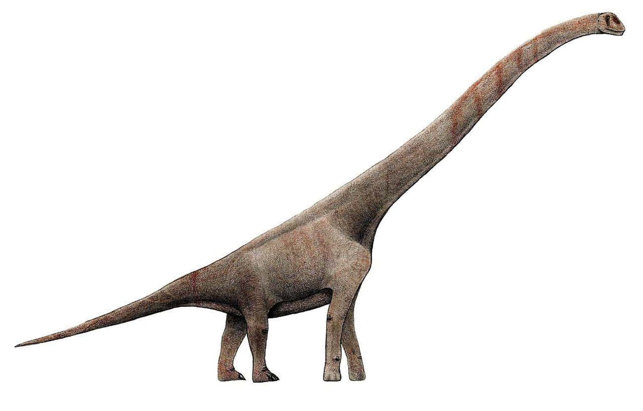 Sauroposeidon May Have Been Six Stories Tall