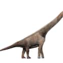 Sauroposeidon May Have Been Six Stories Tall on Random Mind-Blowing Facts About Dinosaurs That Make Us Question Everything