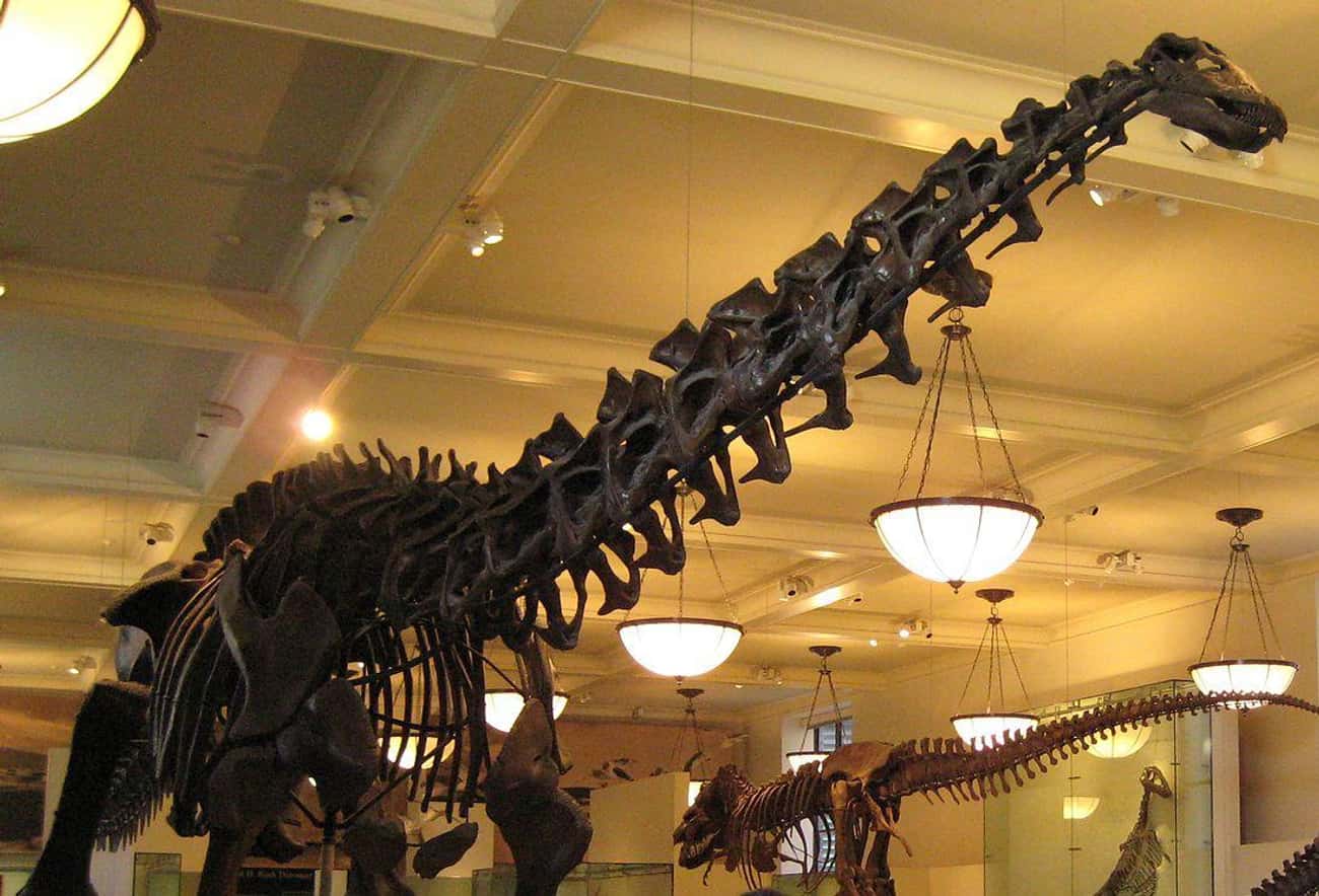 Some Dinosaurs May Have Had 300-Year Lifespans