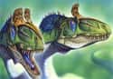 Dinosaurs May Have Engaged In Mating Displays on Random Mind-Blowing Facts About Dinosaurs That Make Us Question Everything