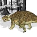 Ankylosaurus Cooled Off Through Its Nostrils on Random Mind-Blowing Facts About Dinosaurs That Make Us Question Everything