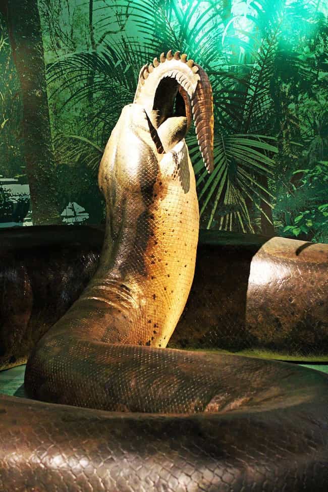 The Enormous Titanoboa H... is listed (or ranked) 3 on the list Inside The Coal Mine That Revealed Proof Of A Prehistoric Mega-Snake In A Land Of Enormous Reptiles