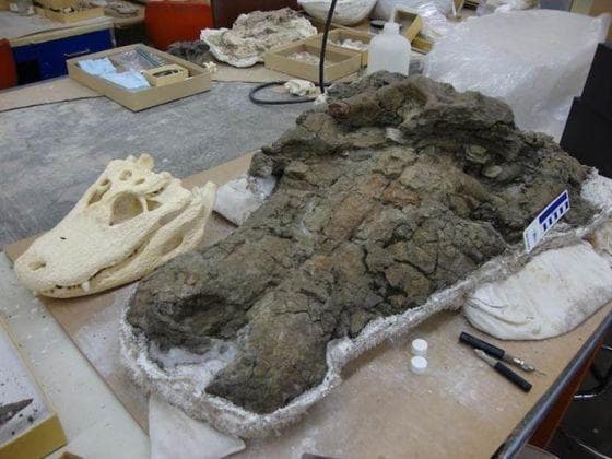 Enormous Prehistoric Crocodile is listed (or ranked) 8 on the list Inside The Coal Mine That Revealed Proof Of A Prehistoric Mega-Snake In A Land Of Enormous Reptiles