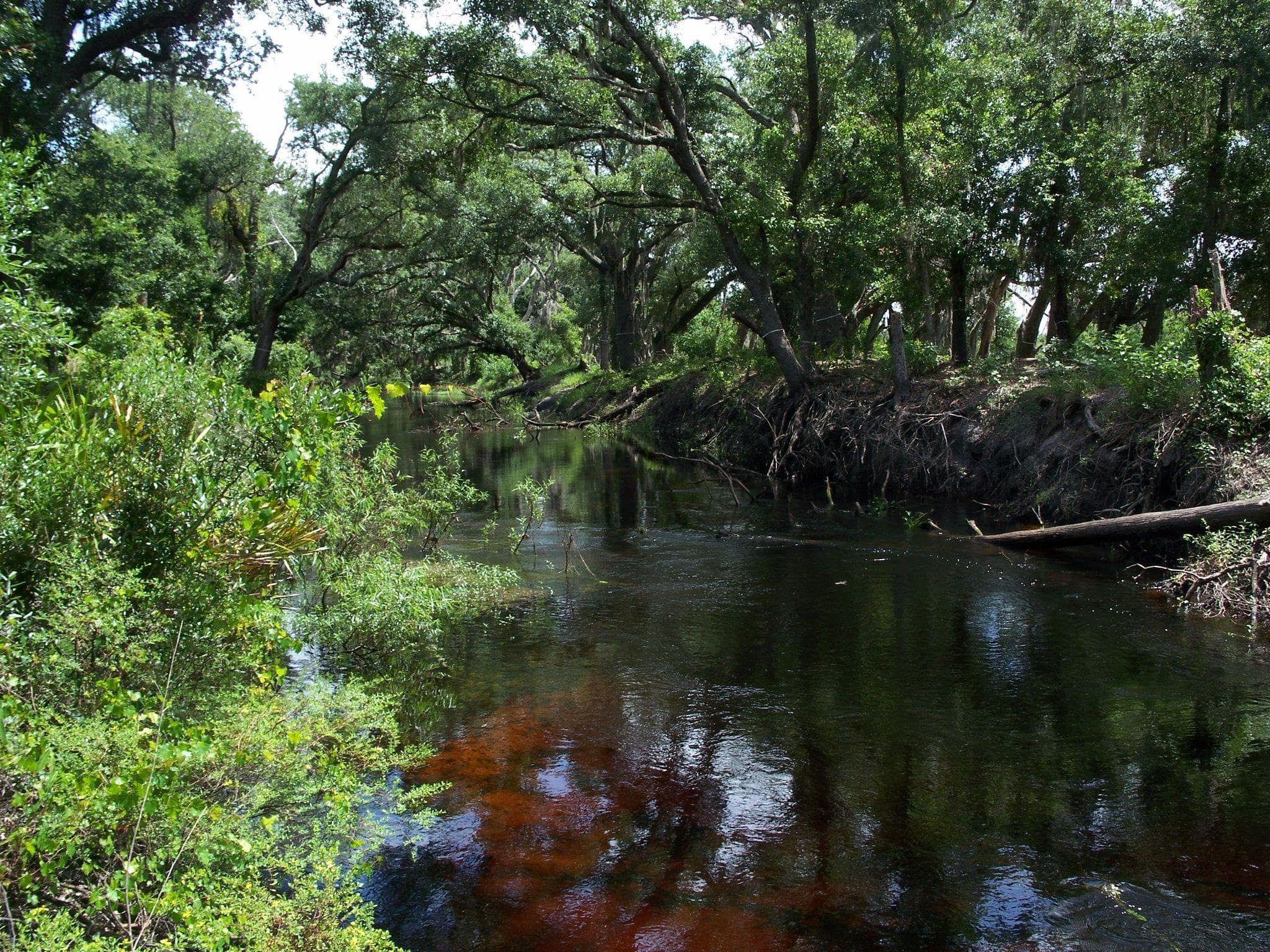 The Boggy Creek Monster