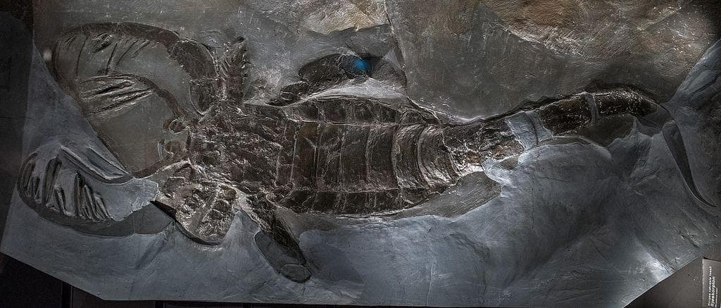 Random Things About Ancient Giant Sea Scorpion With An Arm-Length Claw That Could Impale You