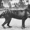 1933: The Last Known Thylacine At The Hobart Zoo In Tasmania on Random Utterly Fascinating Photos That Weren't In Our History Textbooks