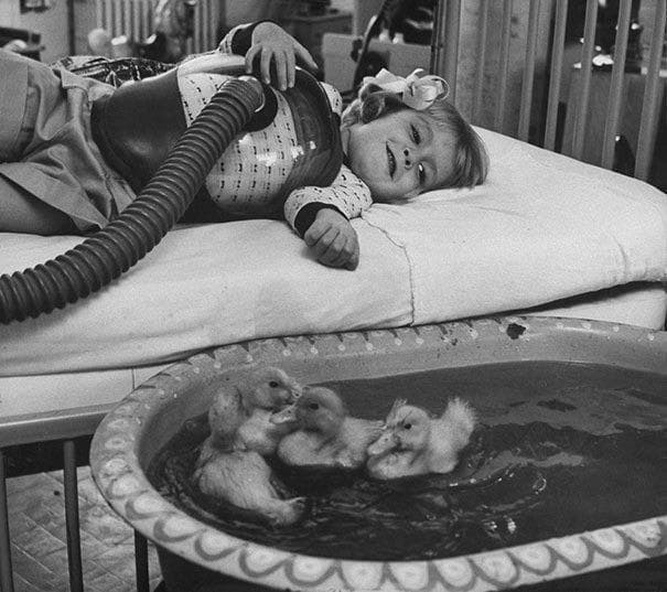 1956: Ducklings Comforting A Y is listed (or ranked) 9 on the list Utterly Fascinating Photos That Weren't In Your History Textbooks