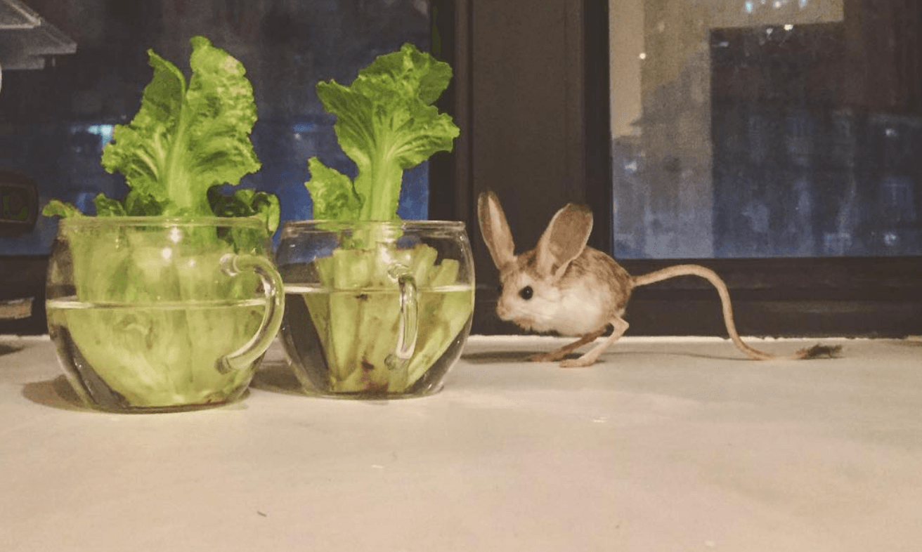 10 Animals With The Longest Tails, Ranked By Tail-To-Body Ratio