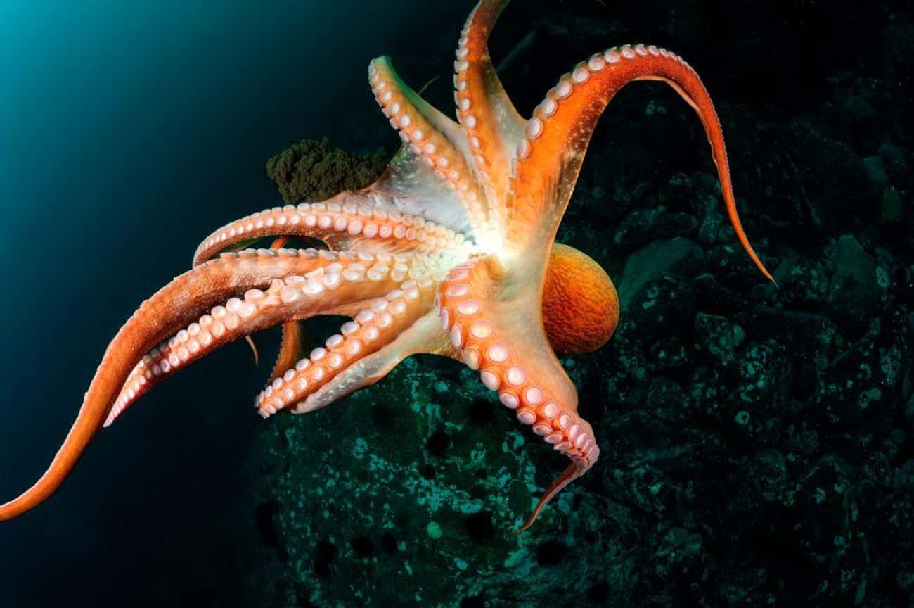 An Octopus's Ability To Contort Means There's Nowhere To Hide