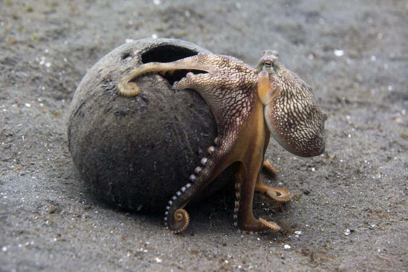 Octopuses Can Walk On Land