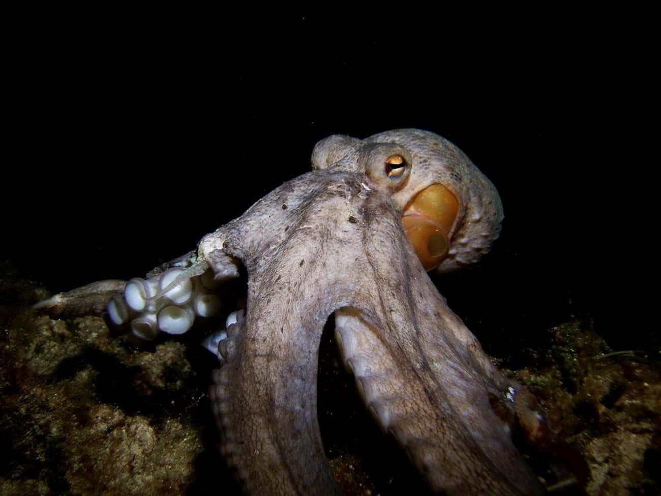 Octopuses Can Edit Their RNA