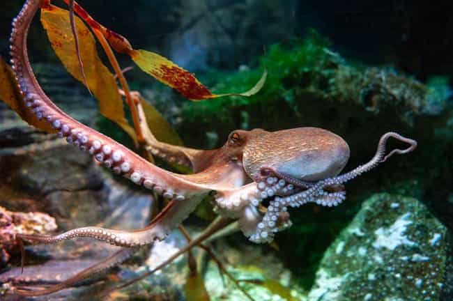 The Scariest Things About Octopuses