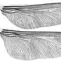 Its Wings Were Surprisingly Strong on Random Facts About 'Meganeura' That Was A Prehistoric Dragonfly With A Two-Foot Wingspan