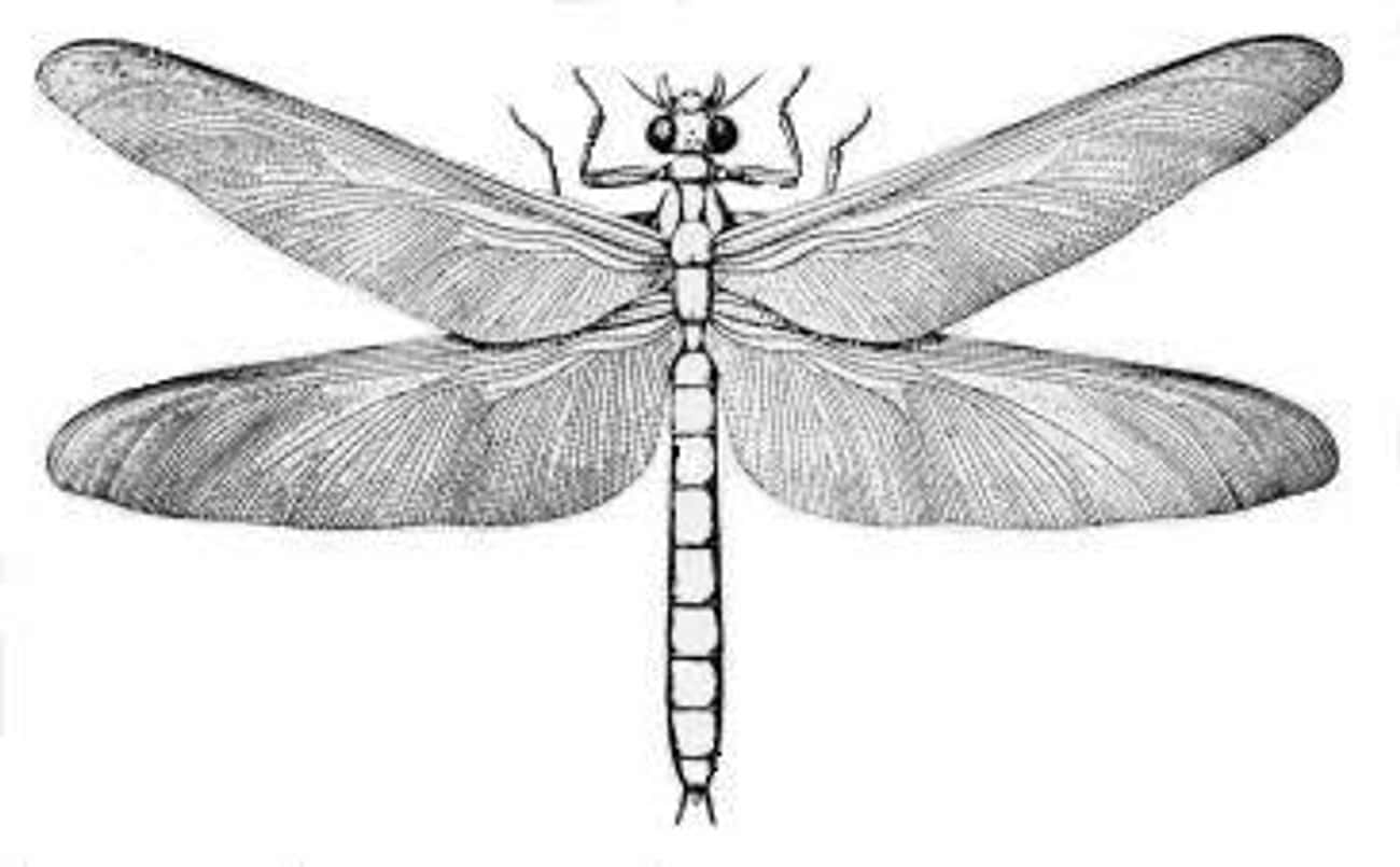 Meganeura Wasn't The Only Enormous Prehistoric Insect 
