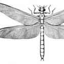 Meganeura Wasn't The Only Enormous Prehistoric Insect  on Random Facts About 'Meganeura' That Was A Prehistoric Dragonfly With A Two-Foot Wingspan
