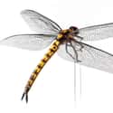 Its Size Might Have Helped It Avoid Oxygen Poisoning on Random Facts About 'Meganeura' That Was A Prehistoric Dragonfly With A Two-Foot Wingspan