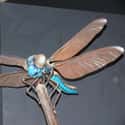 It Had Huge Eyes on Random Facts About 'Meganeura' That Was A Prehistoric Dragonfly With A Two-Foot Wingspan