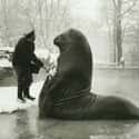 A 4,000-Pound Elephant Seal Named Roland Getting A Snow Bath At The Berlin Zoo, Circa 1930 on Random Fascinating History Photos Your Teacher Never Showed You In Class