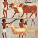 They Domesticated And Ate Whatever Meat Was Available To Them on Random Foods Ancient Egyptians Actually Eat