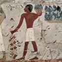 Onions Had A Special Spiritual Significance on Random Foods Ancient Egyptians Actually Eat
