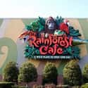 Rainforest Cafe on Random Craziest Themed Restaurants From ‘90s Themed Restaurant Craz