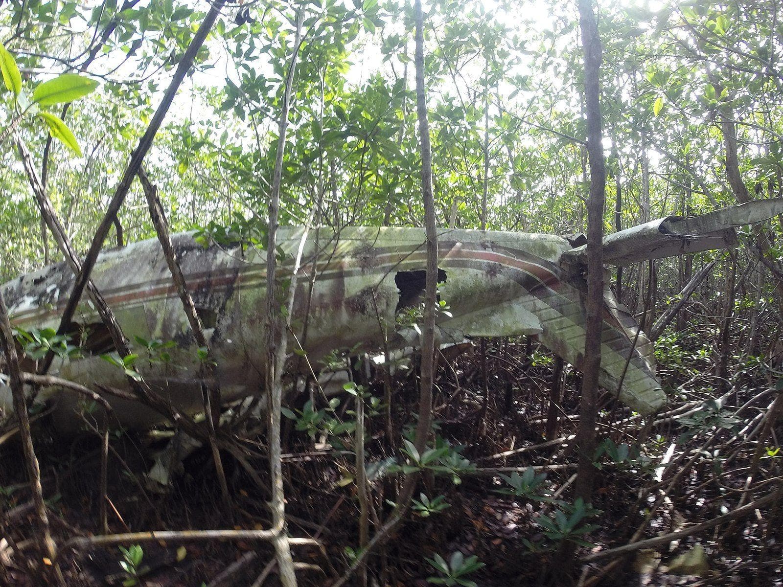 How Juliane Koepcke Survived A Plane Crash In The Amazon