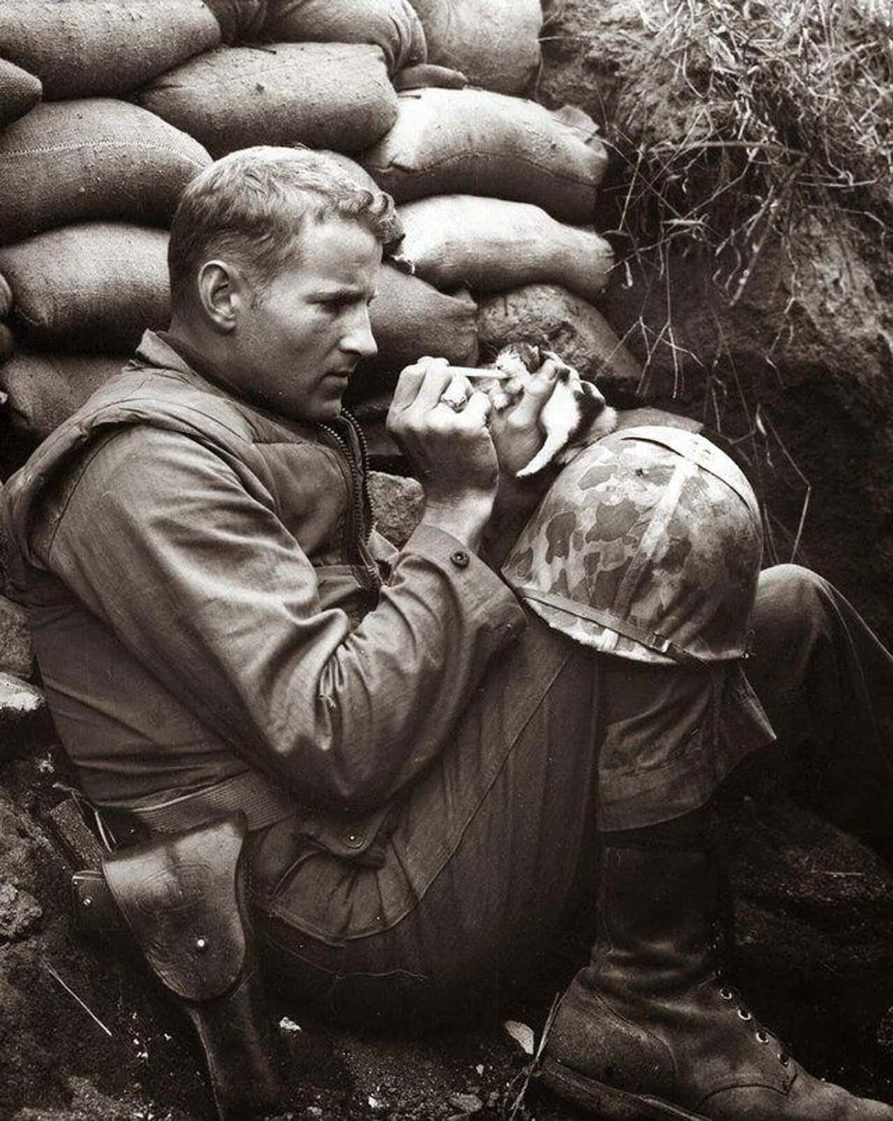 A Marine Hand-Feeding A Kitten During The Korean War, 1952