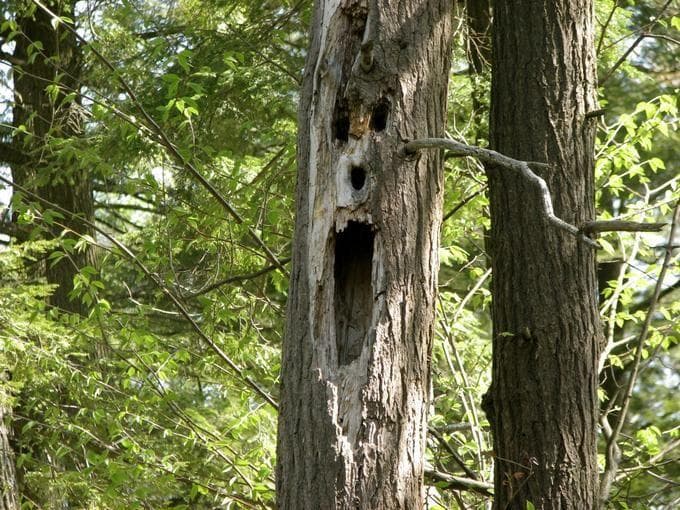The Scariest Pareidolia Photos From The Internet