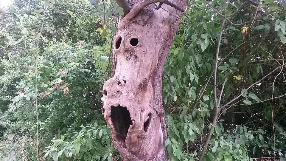 The Scariest Pareidolia Photos From The Internet