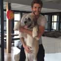 November 2015: Cyrus Helps Hemsworth Adopt A Dog  on Random Details Of Miley Cyrus And Liam Hemsworth's Relationship