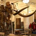 A Group Of Boys Found A Mastodon In Their Backyard on Random Weirdest, Most Unexpected Places Fossils Have Been Found