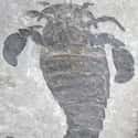 Giant Sea Scorpion Fossils Were Discovered In Iowa  on Random Weirdest, Most Unexpected Places Fossils Have Been Found