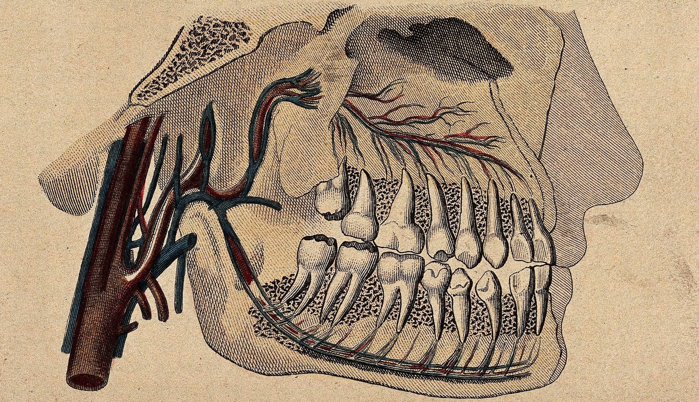 Ancient Egyptians Filled Their Teeth With Barley, Ochre, Or Linen