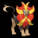 Pyroar  on Random Best Cat-Like Pokemon