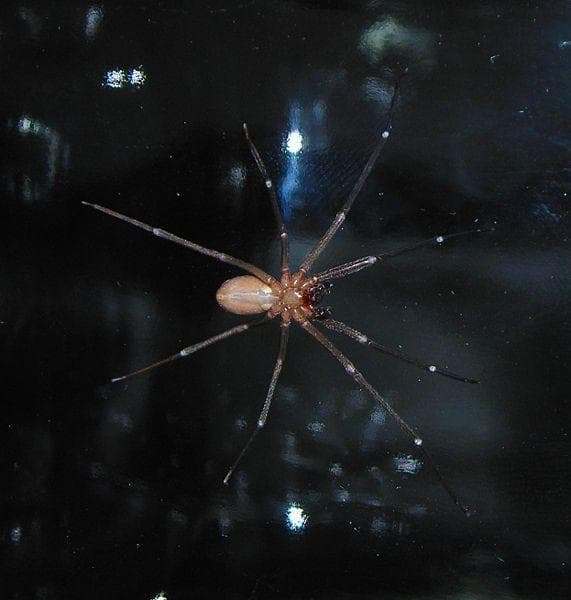 The Best Pictures Of The Brown Recluse Spider