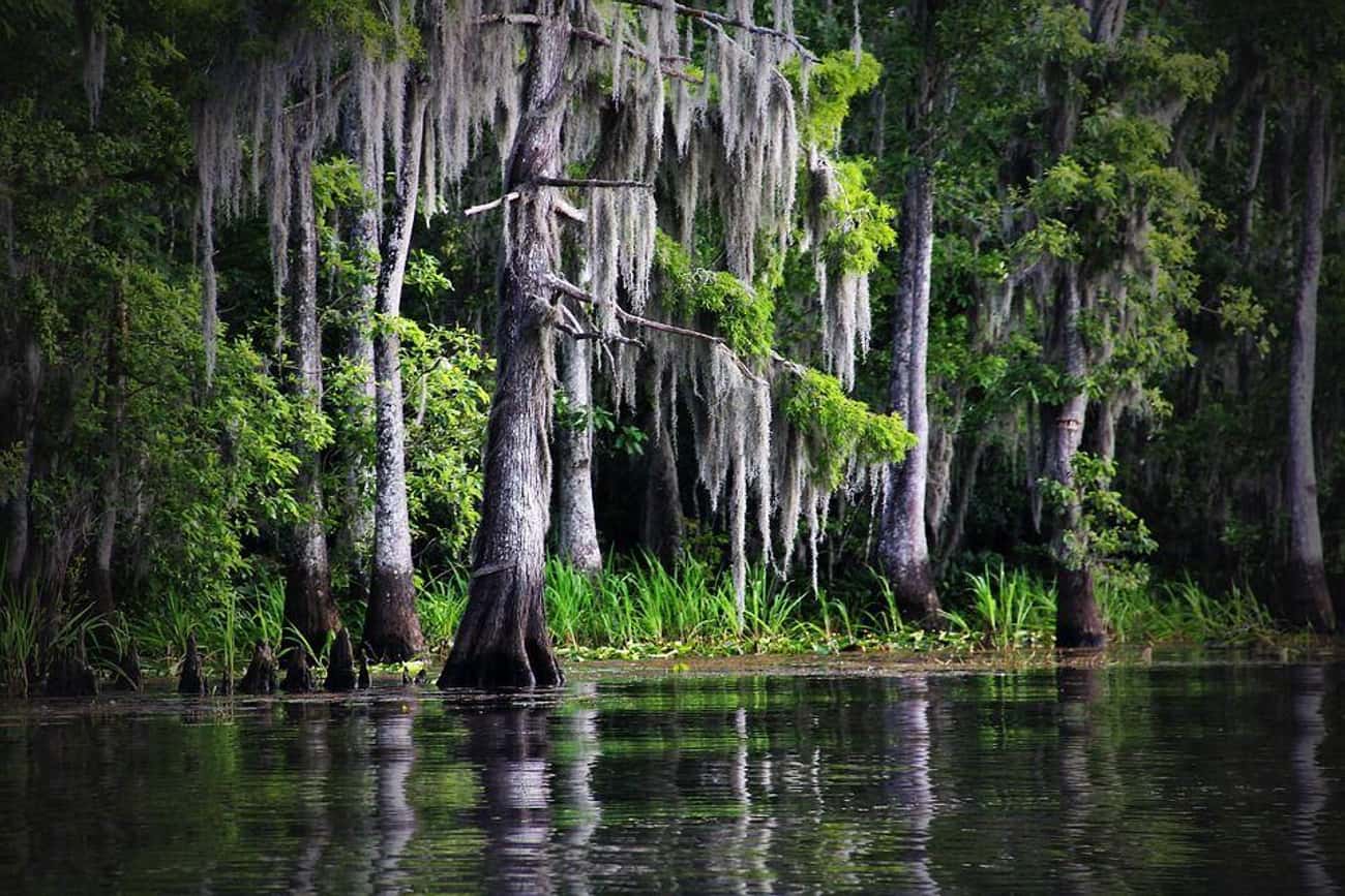Giant Water Creatures Like The Altamaha-ha May Lurk Below The Swamps