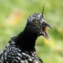 Horned Screamer on Random Funniest Bird Names to Say Out Loud