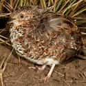 Hottentot Buttonquail on Random Funniest Bird Names to Say Out Loud