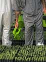 Grow Corn And Other Crops And Plants on Random Different Jobs Prison Inmates Do