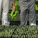 Grow Corn And Other Crops And Plants on Random Different Jobs Prison Inmates Do