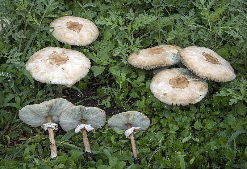 What To Do If You Accidentally Eat Poisonous Mushrooms