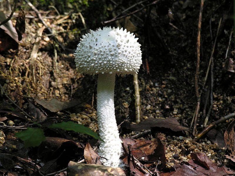 What To Do If You Accidentally Eat Poisonous Mushrooms