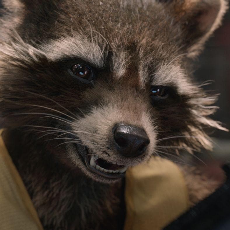 The Best Rocket Raccoon Quotes From The MCU, Ranked By Fans