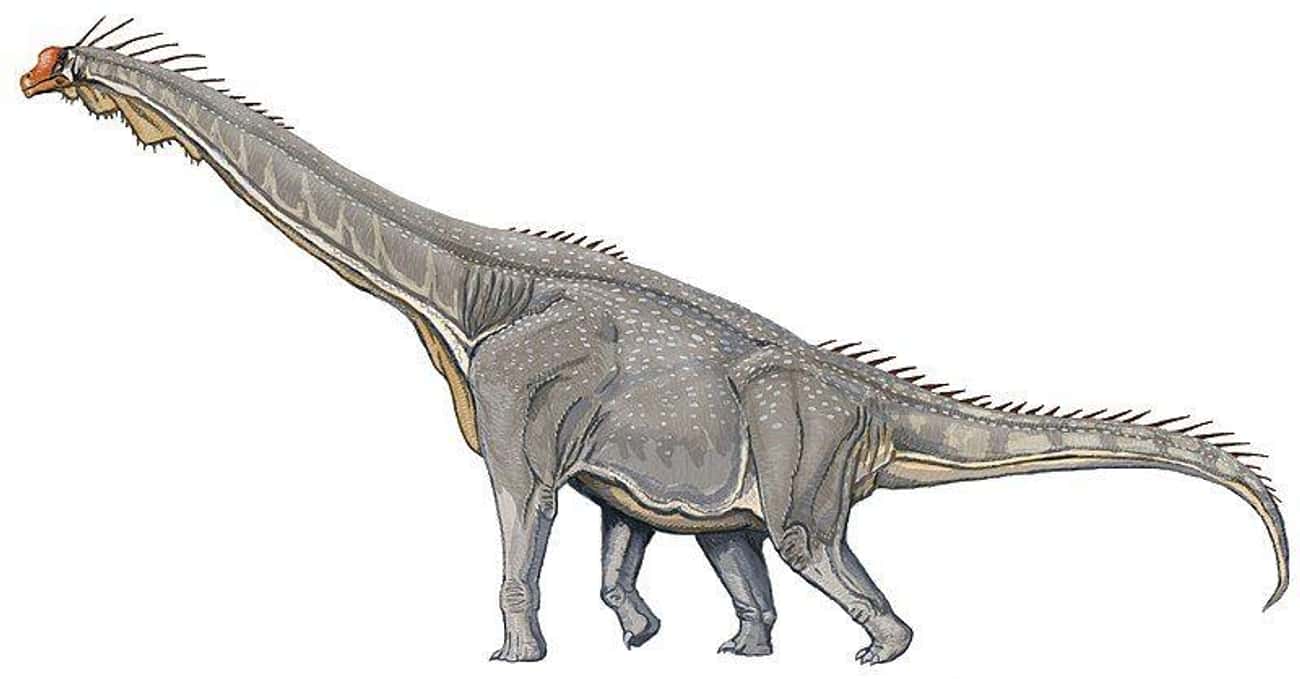 Long-Necked Dinosaurs Likely Did Not Chew Or Live In Swamps