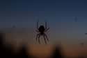 Spiders Crawl In Your Mouth While You Sleep on Random Creepy-Crawly Myths And Urban Legends About Spiders