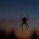 Spiders Crawl In Your Mouth While You Sleep on Random Creepy-Crawly Myths And Urban Legends About Spiders