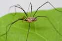 The Daddy Longlegs Is The Most Poisonous Spider On Earth on Random Creepy-Crawly Myths And Urban Legends About Spiders