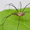 The Daddy Longlegs Is The Most Poisonous Spider On Earth on Random Creepy-Crawly Myths And Urban Legends About Spiders