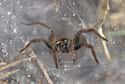 Spiders Are Your Winter Cuddle Buddies on Random Creepy-Crawly Myths And Urban Legends About Spiders